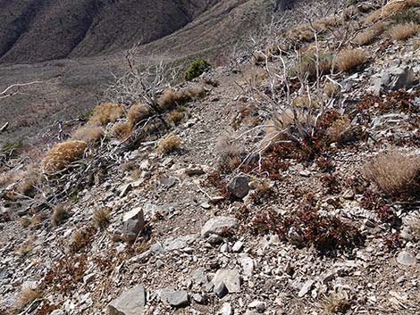 Harris Saddle Trail