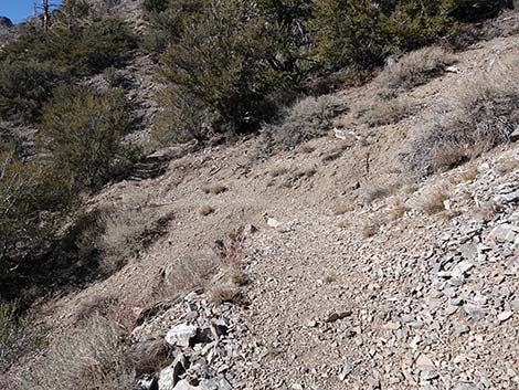 Harris Saddle Trail