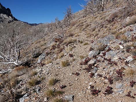 Harris Saddle Trail