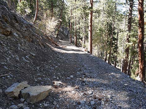 Cathedral Rock Trail