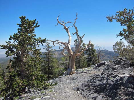 North Loop Trail, Lower Section