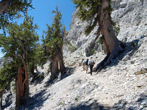 Mt Charleston, East Face