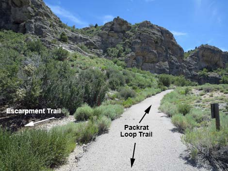 Pack Rat Trail