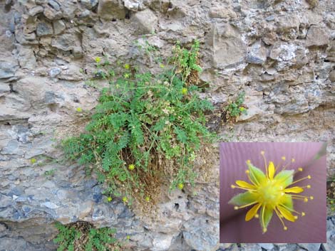 Jaeger's Mousetail (Ivesia jaegeri)