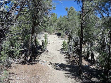 Big Sawmill Loop Trail