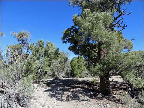 Big Sawmill Loop Trail