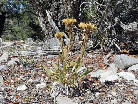 Big Sawmill Loop Trail