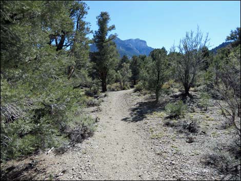 Big Sawmill Loop Trail