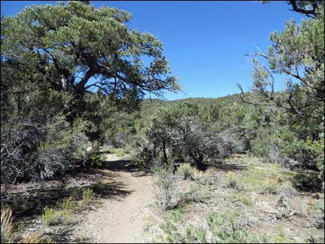 Sawmill Loop Trail