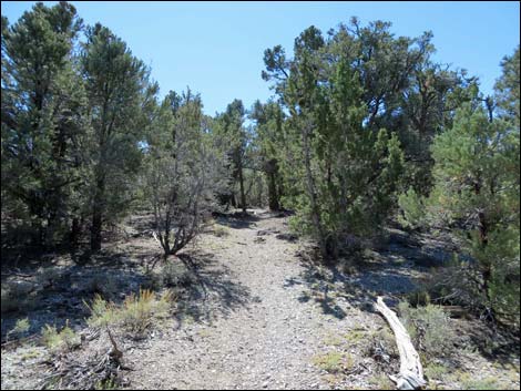 Sawmill Loop Trail