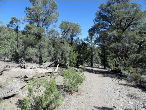 Sawmill Loop Trail