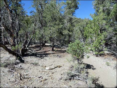 Sawmill Loop Trail