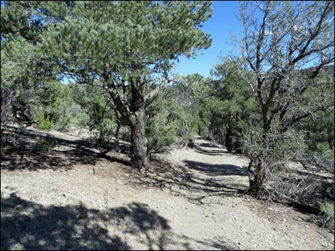 Sawmill Loop Trail