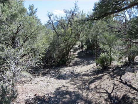 Sawmill Loop Trail