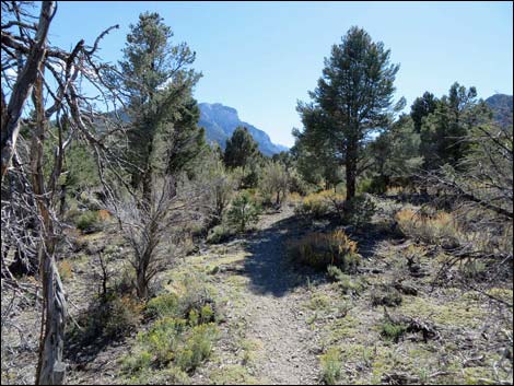 Sawmill Loop Trail