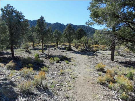 Sawmill Loop Trail