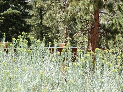 Cathedral Rock Trailhead