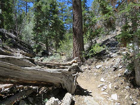 Wildhorse Loop Trail