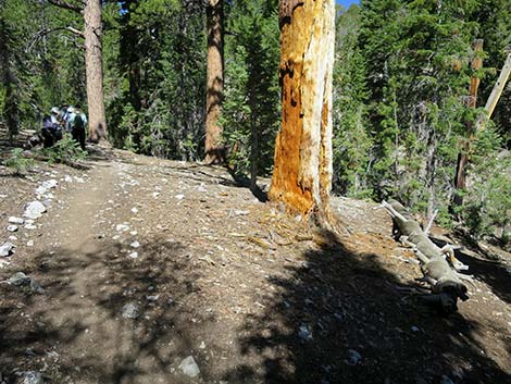 Wildhorse Loop Trail