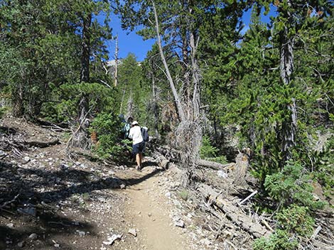 Wildhorse Loop Trail