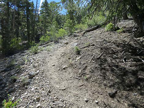 Wildhorse Loop Trail