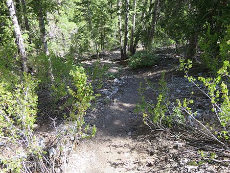 Wildhorse Loop Trail