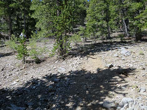 Wildhorse Loop Trail