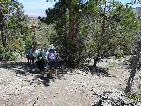 Wildhorse Loop Trail