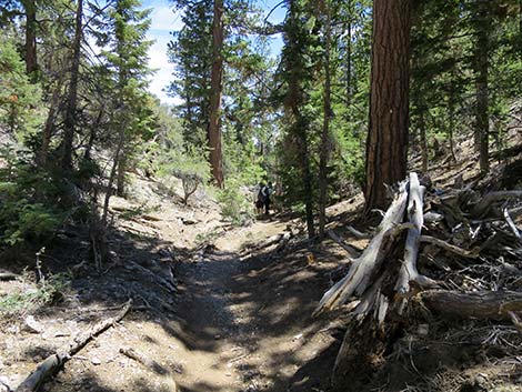 Wildhorse Loop Trail