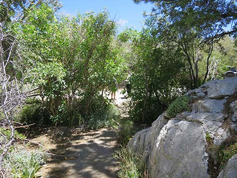 Wildhorse Loop Trail