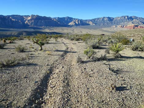 Cat-N-Hat Trail