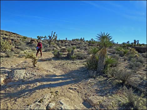 Fossil Trail