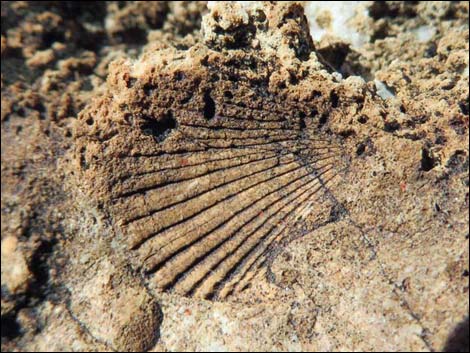 Blue Diamond Hill Fossils