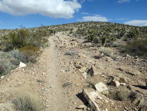 Jeep Trail