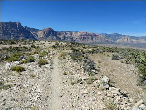 Jeep Trail