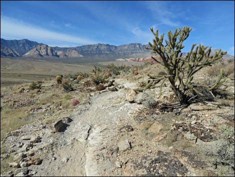 Rock Garden Trail