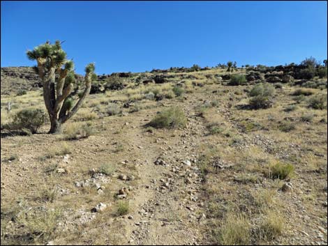 Rock Garden Trail