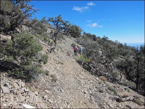 Bridge Mountain Trail