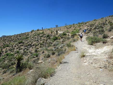 calico 2 trail