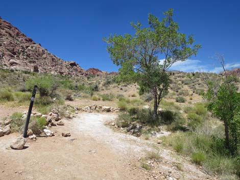 Calico Basin Trail