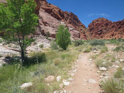 Calico Basin Trail