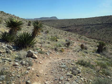 Calico Hills Loop Trail