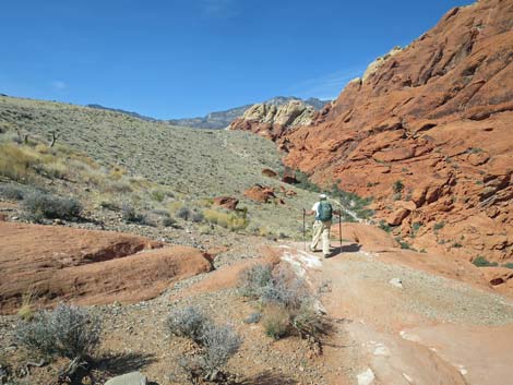 Calico Hills Loop Trail