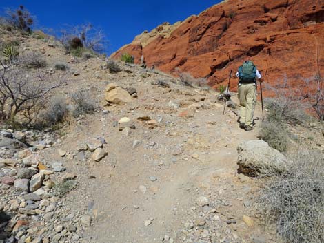 Calico Hills Loop Trail