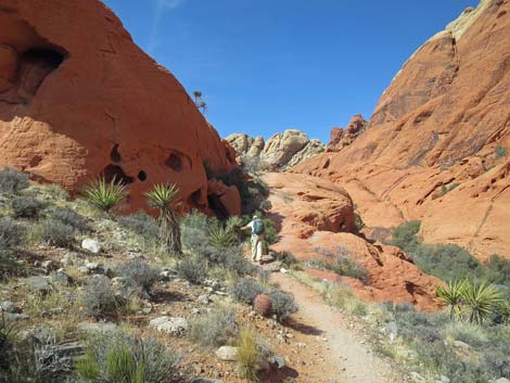 Calico Hills Loop Trail