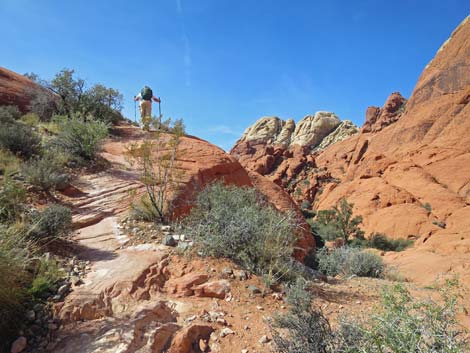 Calico Hills Loop Trail