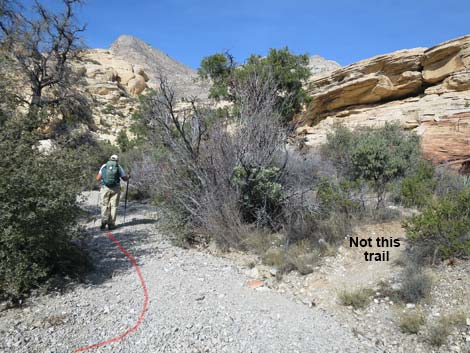 Calico Hills Loop Trail