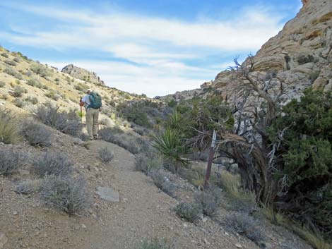 Calico Hills Loop Trail