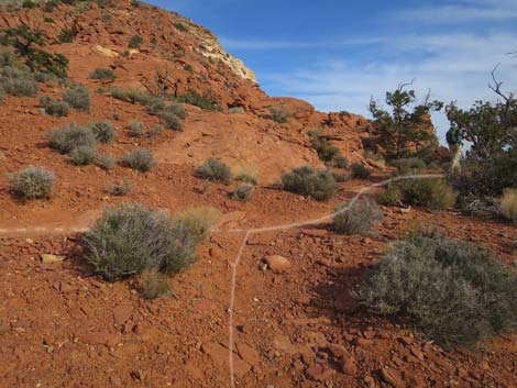 Calico Hills Loop Trail