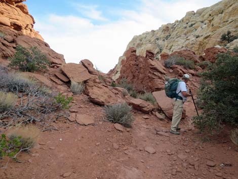 Calico Hills Loop Trail